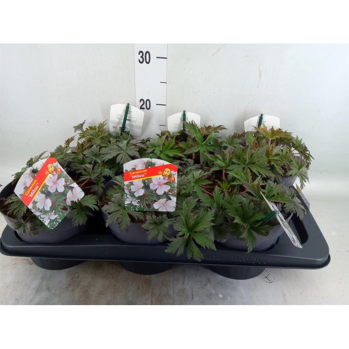 <h4>Geranium   ...</h4>