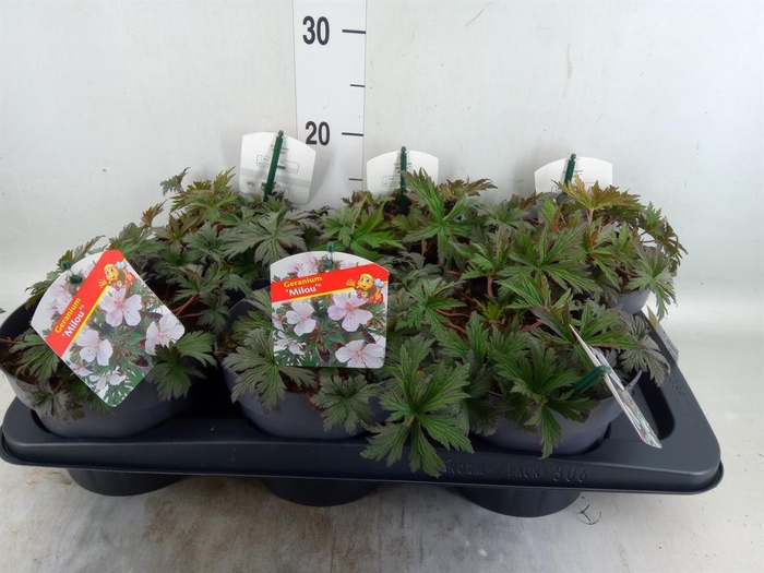 <h4>Geranium   ...</h4>