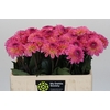 Dahlia Esli