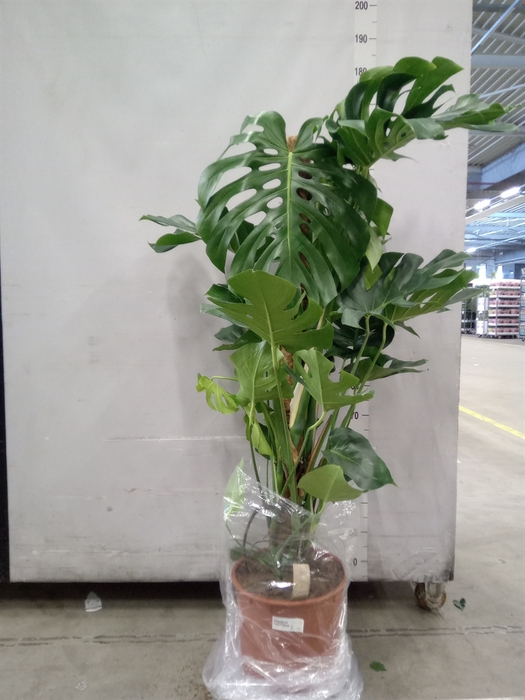 <h4>Monstera delic.</h4>