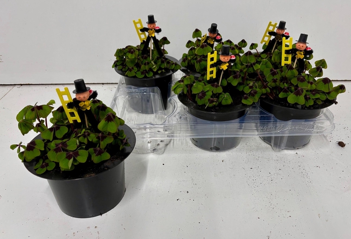 <h4>OXALIS DEPPEI</h4>