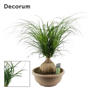 Beaucarnea Bol 30 cm (Decorum)