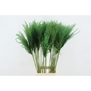 DF Miscanthus 90cm Apple Green