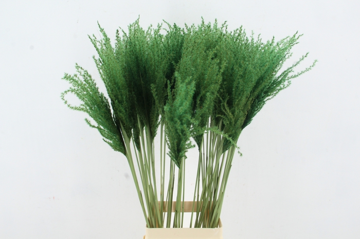 <h4>DF Miscanthus 90cm Apple Green</h4>