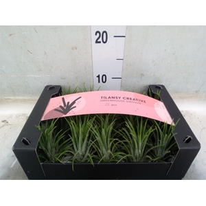 Tillandsia ionantha