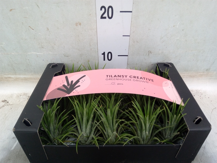 <h4>Tillandsia ionantha</h4>