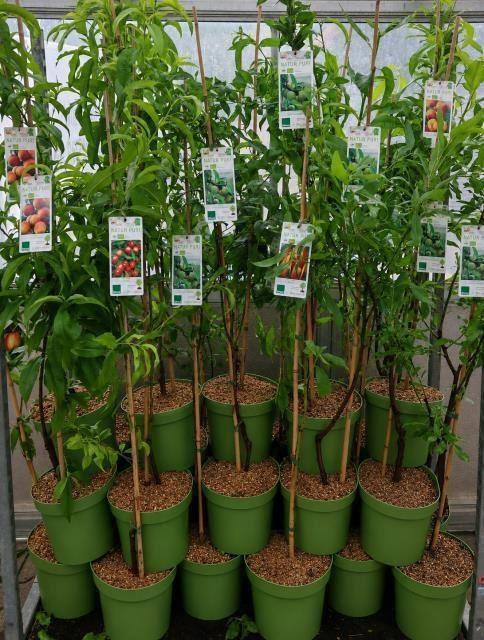 <h4>Fruitbomen overig</h4>