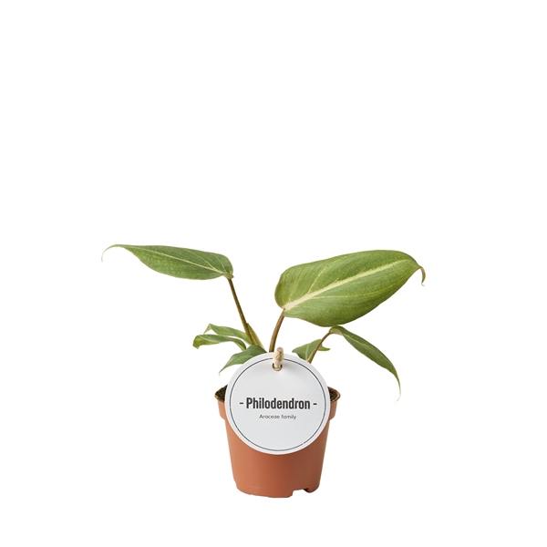 <h4>Philodendron Gloriosum</h4>