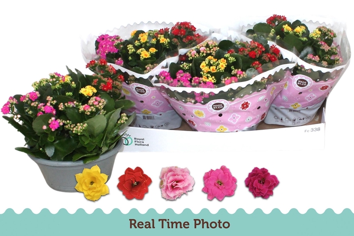 <h4>KAL GE GEM I POT</h4>