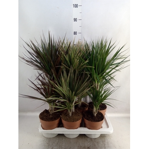 Dracaena   ...mix