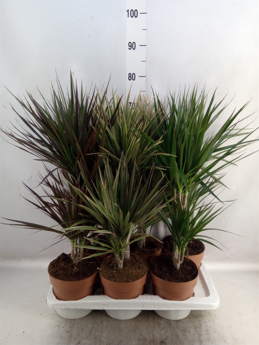 <h4>Dracaena   ...mix</h4>