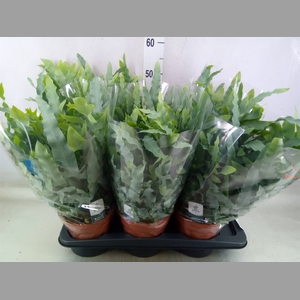 Phlebodium aureum 'Blue Star'