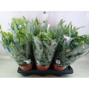 Phlebodium aureum 'Blue Star'