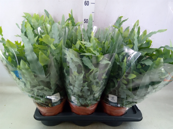 <h4>Phlebodium aureum 'Blue Star'</h4>