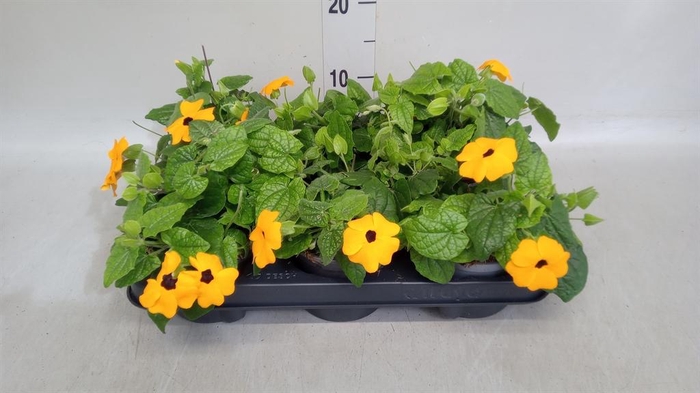 <h4>Thunbergia alata</h4>