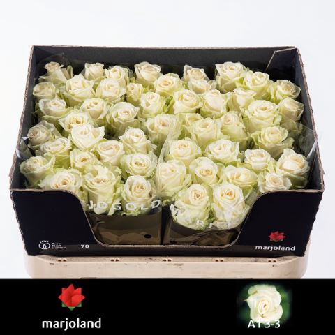 <h4>Rosa GR 'Dolomiti' 3-3</h4>