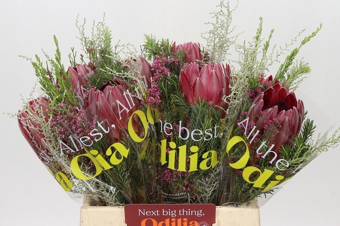 <h4>Protea   .../bos</h4>