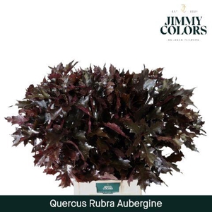 Quercus Rubra L80 Aubergine