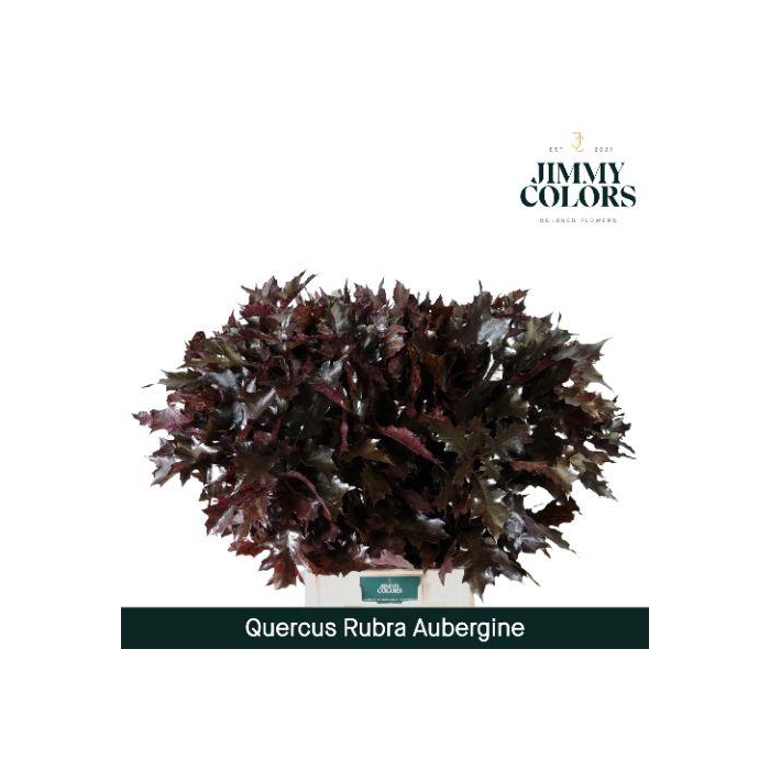 <h4>Quercus Rubra L80 Aubergine</h4>
