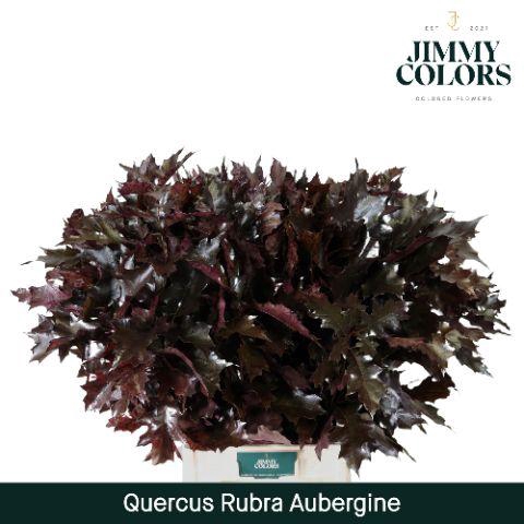 <h4>Quercus Rubra L80 Aubergine</h4>