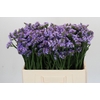 Limonium sinuatum Donau Birds