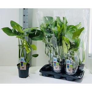 Monstera deliciosa 17Ø 70cm