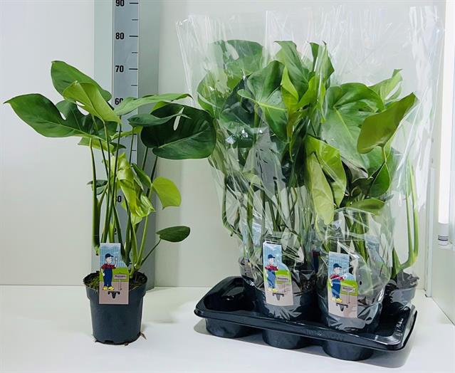 Monstera deliciosa 17Ø 70cm