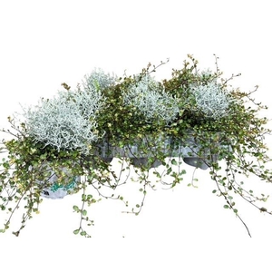 LEUCOPH BROWNII