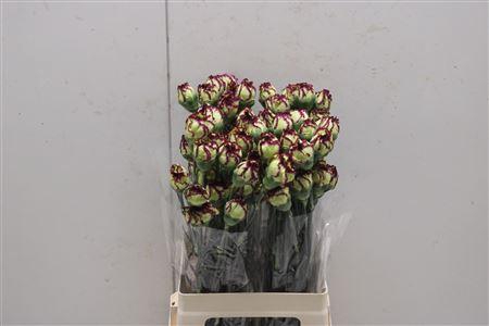 <h4>Di St Extravagamza</h4>