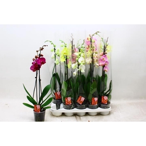 PHAL GEM 6 KL
