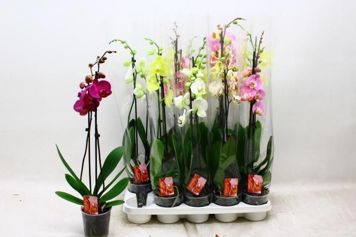 <h4>PHAL GEM 6 KL</h4>