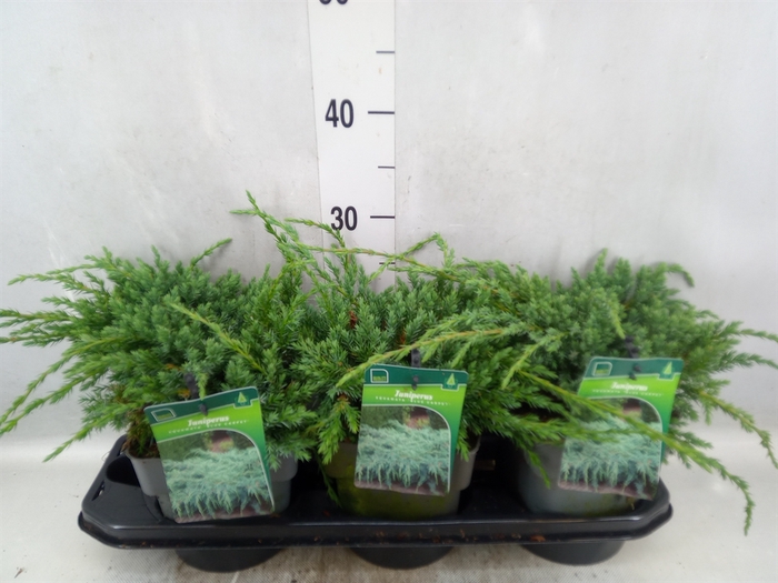 <h4>Juniperus squamata 'Blue Carpet'</h4>