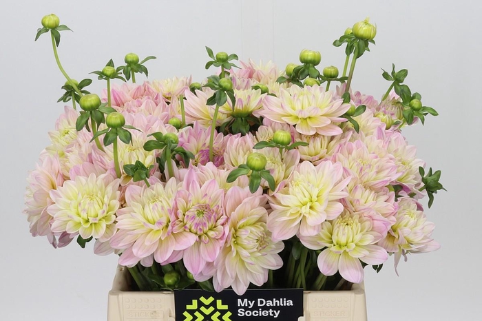 <h4>Dahlia Dianas Memory</h4>