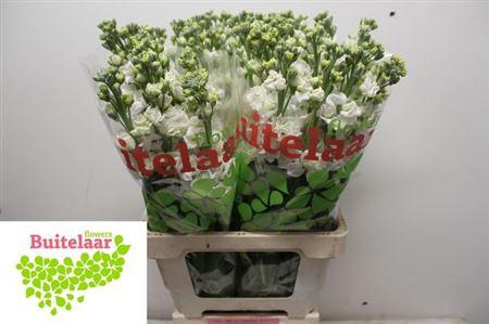 <h4>Matth Iron White</h4>