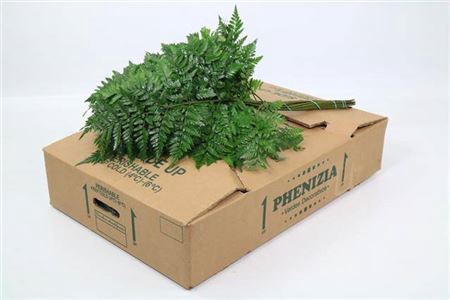 <h4>Lederv. Extra Super Es</h4>