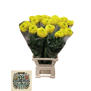 TAGE E  CO YELLOW