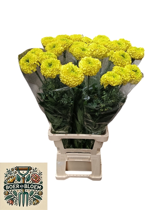 <h4>TAGE E  CO YELLOW</h4>