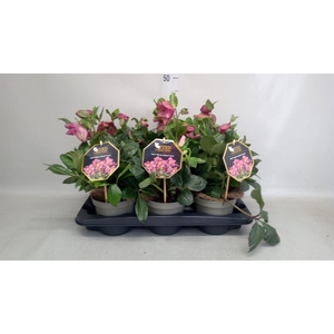 Helleborus  'Winter Ballet Karli'