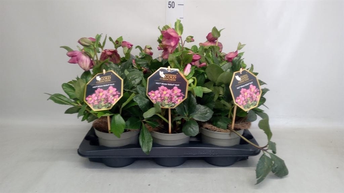 <h4>Helleborus  'Winter Ballet Karli'</h4>