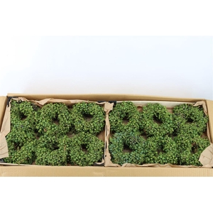 Wr Sierfruit Juniperus Mini 12cm