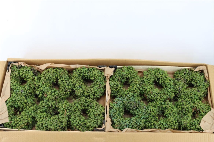 <h4>Wr Sierfruit Juniperus Mini 12cm</h4>
