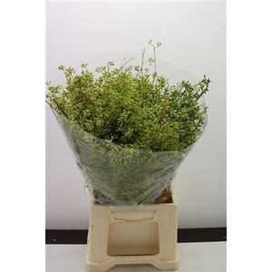 Exotica Bes Per Bos