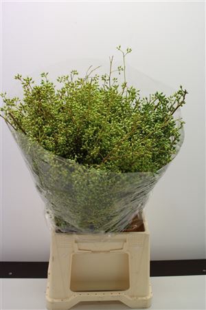 <h4>Exotica Bes Per Bos</h4>
