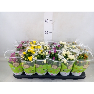 Chrysanthemum   ..mix 5