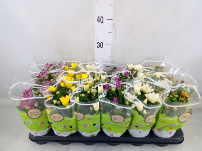 <h4>Chrysanthemum   ..mix 5</h4>