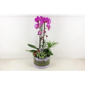 arr2 PL - Glas cilinder phal. lila V2