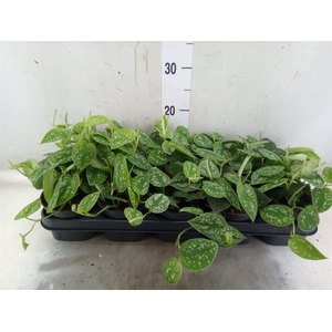 Scindapsus pictus 'Argyraeus'