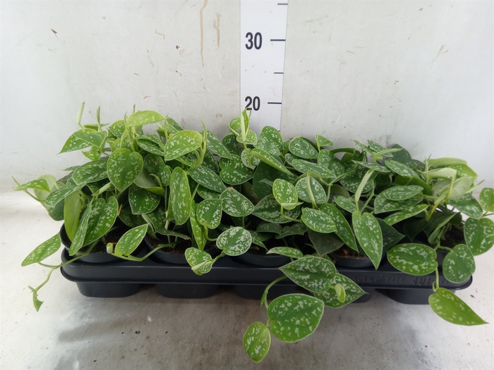 <h4>Scindapsus pictus 'Argyraeus'</h4>