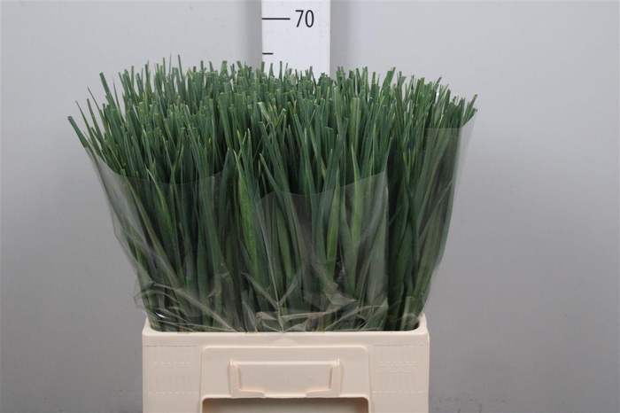 <h4>Iris Blue Magic</h4>