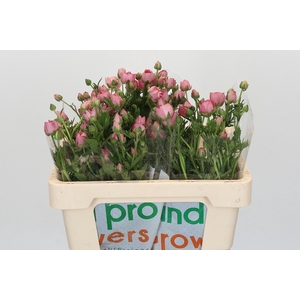 Ranunculus Magical Strawberry